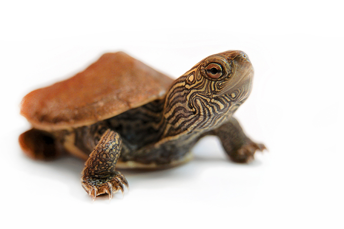 iStock_000000815639_small